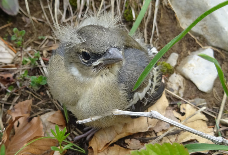 piccolo di fringuello (Fringilla coelebs)